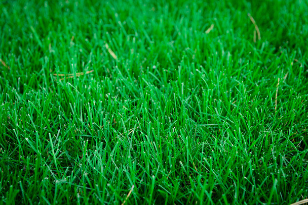 Grama verde fresca
 - Foto, Imagem