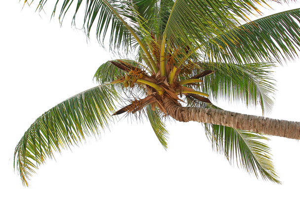 Izolované palmy - Fotografie, Obrázek