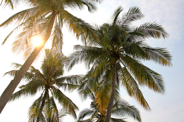 Palmen bei Sonnenuntergang - Foto, Bild