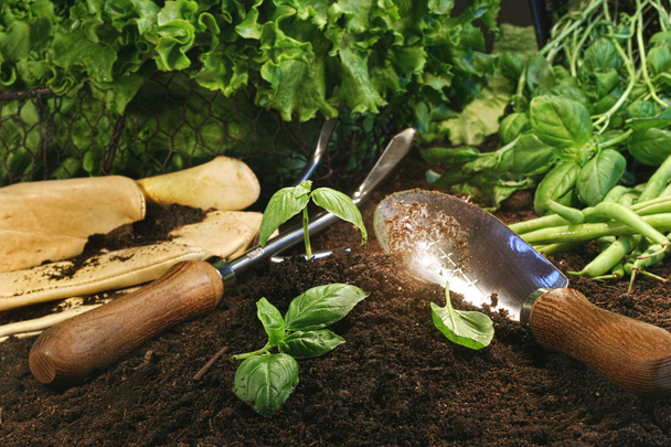 Gartenthema mit Salat und Kräutern - Foto, Bild