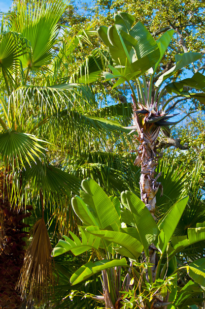 Palm Trees - Foto, afbeelding