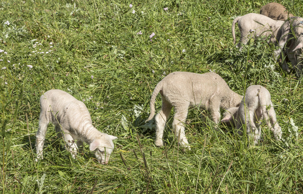 Troupeau de moutons dans un pâturage vert suggérant une ferme biologique
 - Photo, image