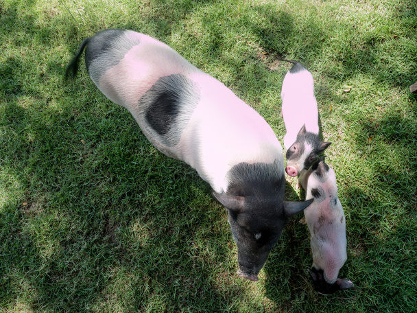Cerdos en miniatura
 - Foto, imagen