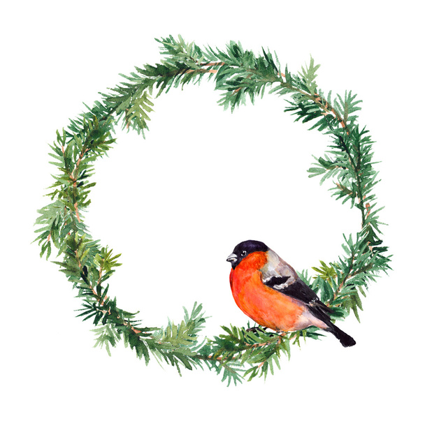 New year wreath - spruce and bullfinch bird. Watercolor - Фото, зображення