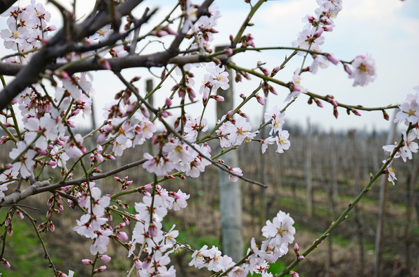 Floraison de branches de cerisier au début du printemps à Kakheti
 - Photo, image