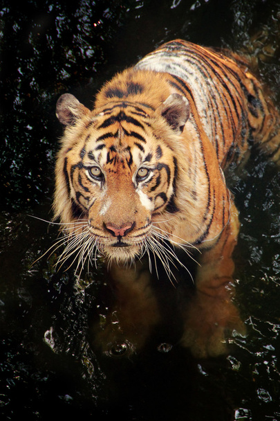 Tigre bañándose en el arroyo
 - Foto, Imagen