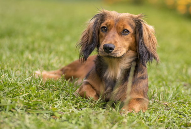 Cute Dachshund dog - Photo, Image