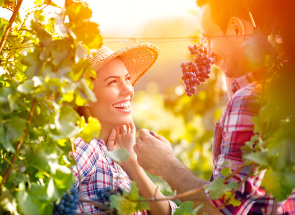 Smiling love couple in vineyard - Foto, immagini