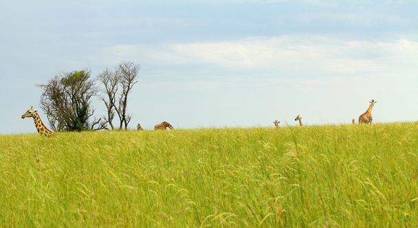 Escondiéndose en la hierba con jirafas
 - Foto, Imagen