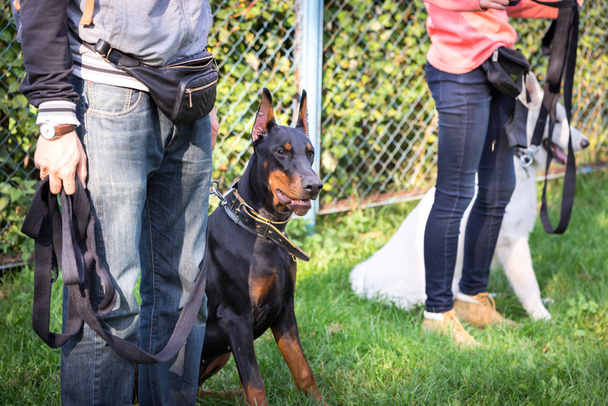 outdoor training process in dogschool - 写真・画像