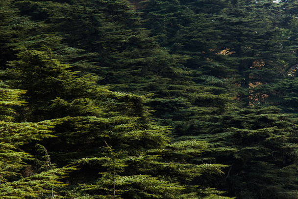 A Libanoni cédrus erdő - Fotó, kép