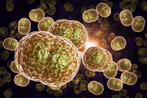 Инфекция бактерий менингита
 - Фото, изображение