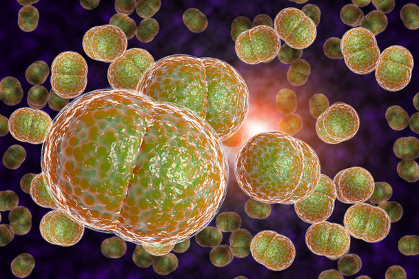 Meningitis Bacteria Infection - Photo, Image