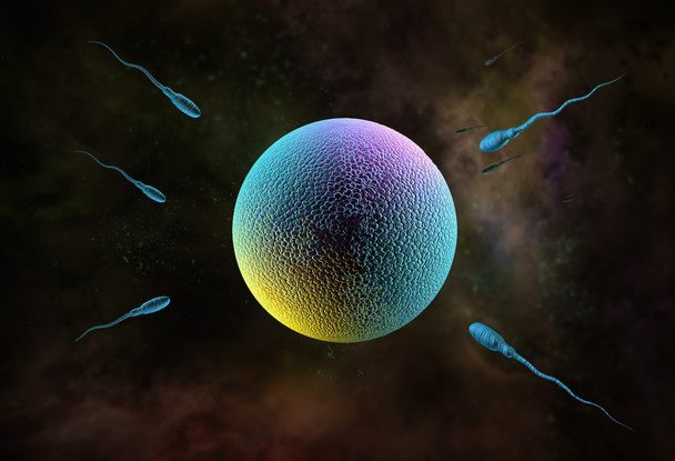 Sperma und Eizelle - Foto, Bild