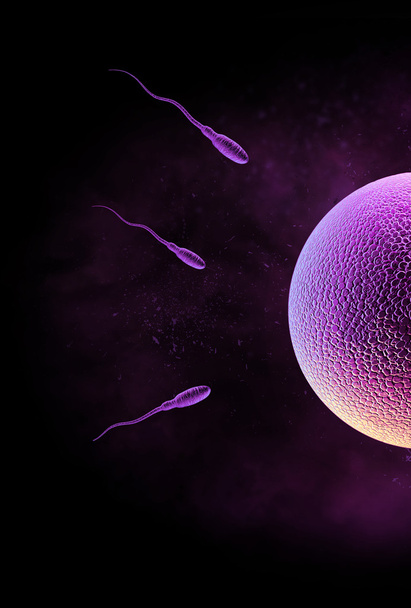 Esperma y huevo
 - Foto, imagen