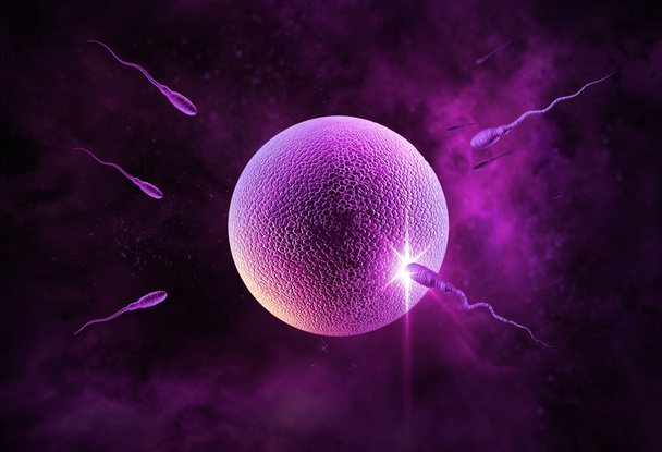spermium és a petesejt - Fotó, kép