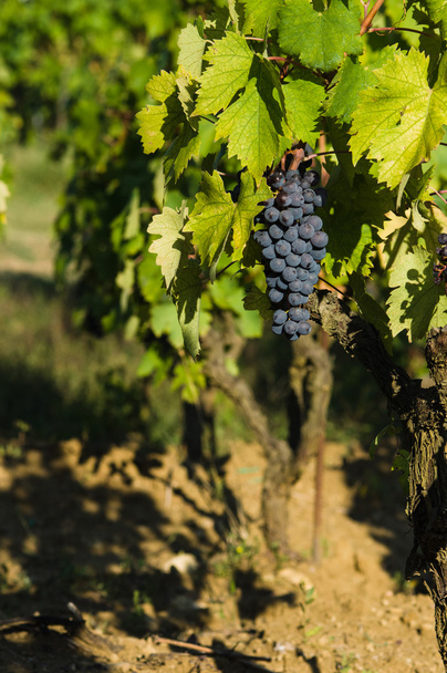 Зібрання винограду червоного вина, що висить на вині
 - Фото, зображення