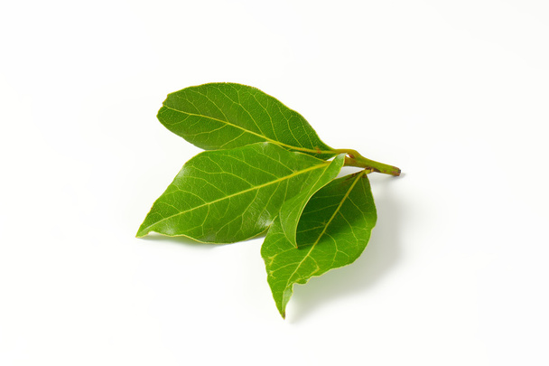 čerstvý bobkový list - Fotografie, Obrázek
