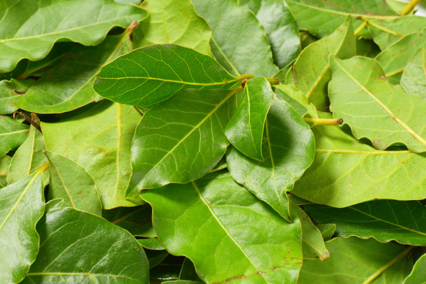 Fresh bay leaves - Photo, Image