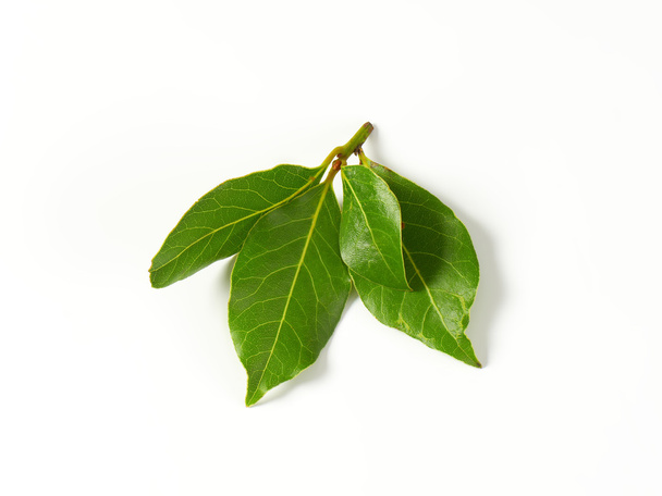 φρέσκα φύλλα δάφνης - Φωτογραφία, εικόνα