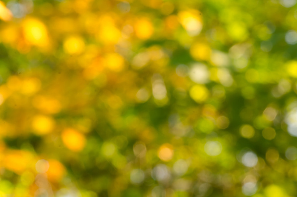 秋、自然の背景をデフォーカス - 写真・画像