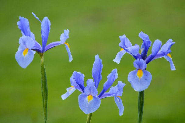 Iris violet fleurs
 - Photo, image