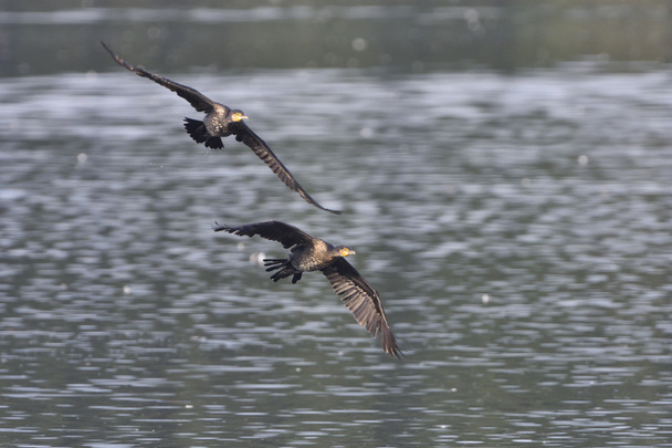 Great cormorant - Photo, Image