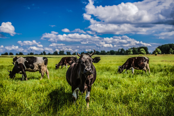 Cows grazing on a green pasture - Photo, Image
