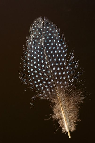 feather of Helmeted Guineafowl (Numida meleagris) - Valokuva, kuva