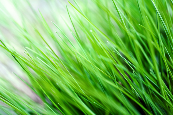 Grass - Фото, изображение