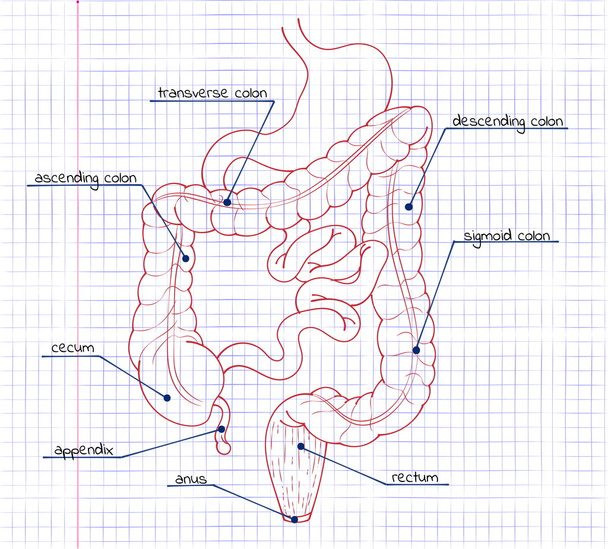 dibujo del sistema digestivo
 - Vector, Imagen