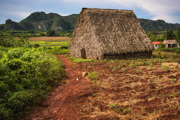 Tobacco plantation in Vinales Valley,Cuba. - Φωτογραφία, εικόνα