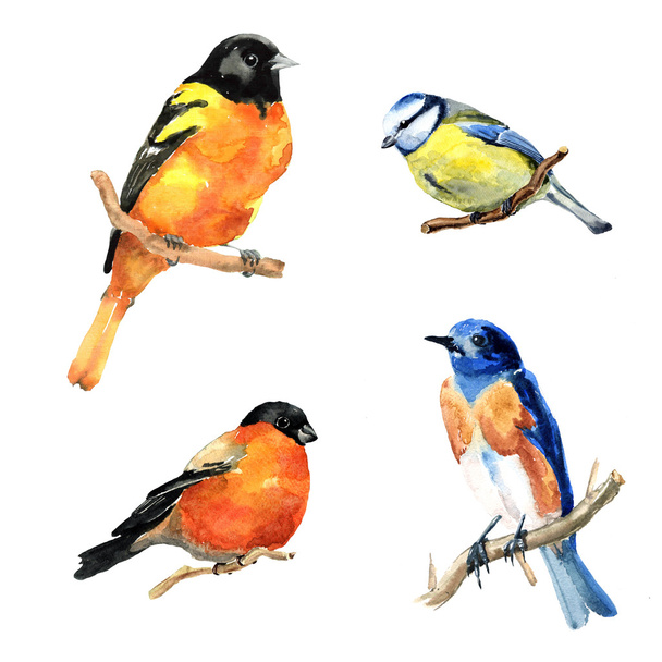 Hand drawn watercolor birds. - Foto, afbeelding