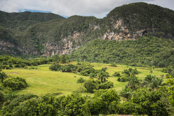 Landscape of mogote in Vinales Valley in Cuba. - Foto, afbeelding