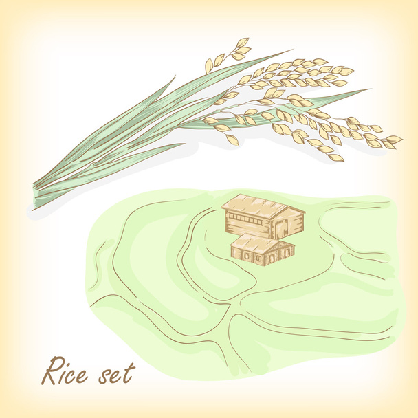 Pirinç bitki, pirinç alan. Vektör çizim - Vektör, Görsel