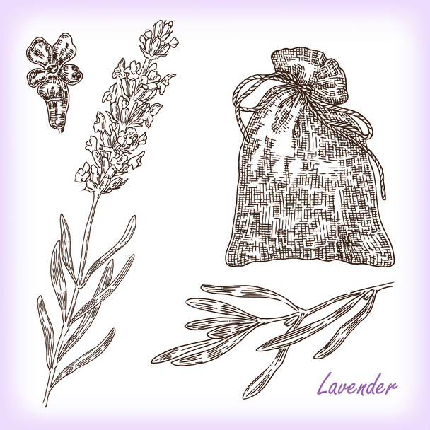 Plant lavender. Vector illustration in sketch style - Vector, Image