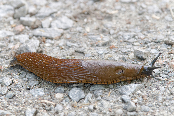 Spanish slug creeping on bridle road - Photo, Image