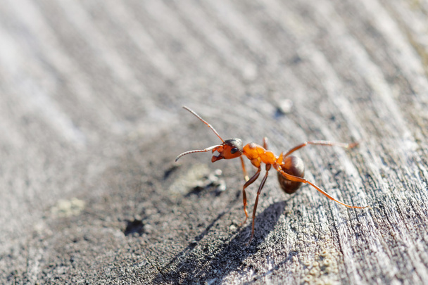 Guerrero hormiga roja en pose agresiva
 - Foto, imagen