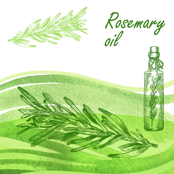 ローズマリー油のセットです。手は水彩画の背景にローズマリーの植物を描く - ベクター画像