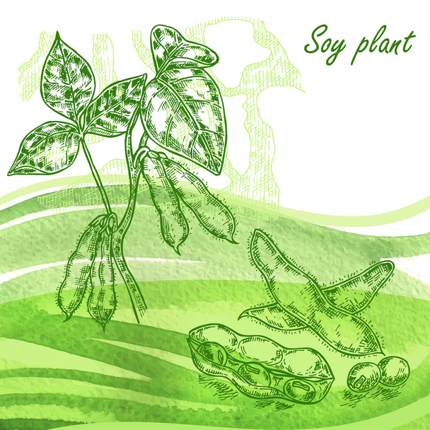 Soja plant instellen. Hand sojabonen op aquarel achtergrond getekend - Vector, afbeelding
