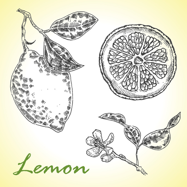 Collection of highly detailed hand drawn lemone. Vector - Vector, Image