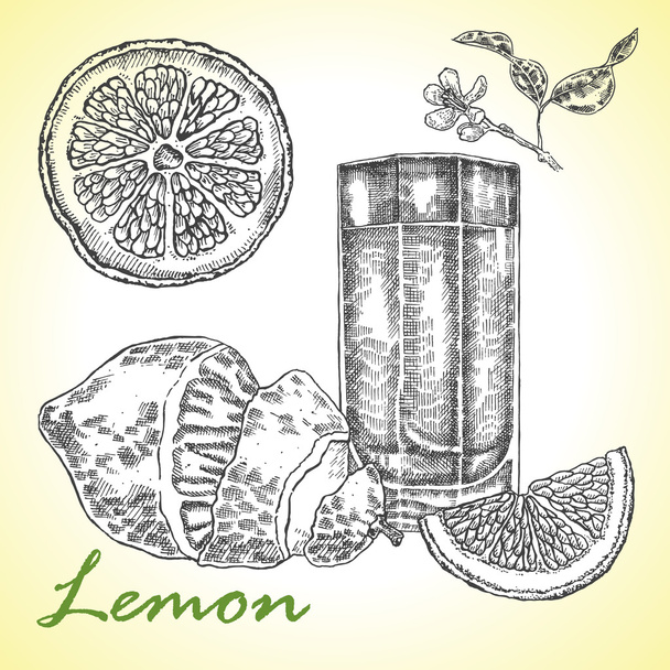 Collection de citron dessiné à la main très détaillée
. - Vecteur, image