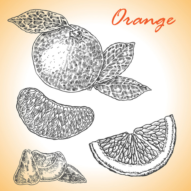 Collection of highly detailed hand drawn orange. Vector - Vector, Image