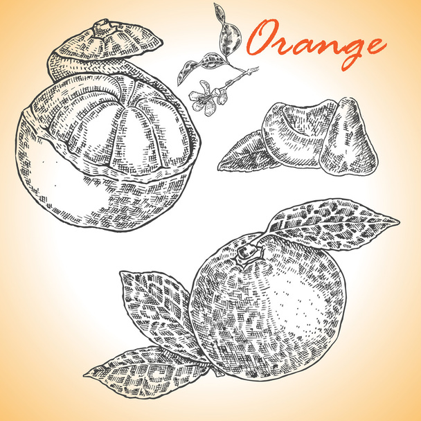 Rendkívül részletes kézzel rajzolt narancs gyűjteménye. Vektor - Vektor, kép