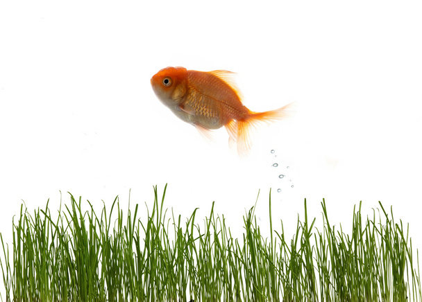 Grass and fish - Foto, Imagen