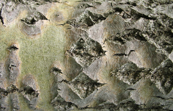 estructura de corteza de árbol de asp
 - Foto, Imagen