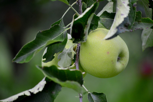 jablko ovoce - Fotografie, Obrázek