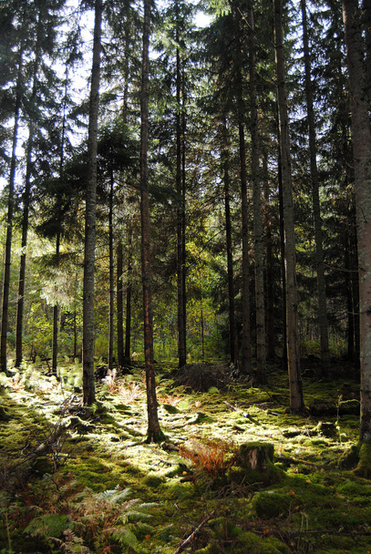 Summer forest - Foto, Bild