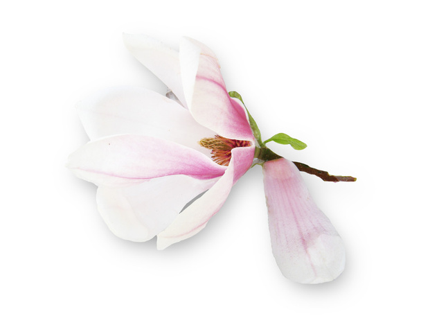 Magnolia Luce Fioritura
 - Foto, immagini
