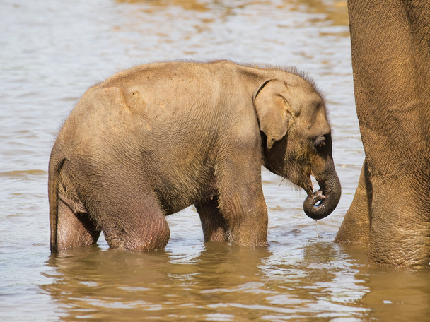 Bebé elefante teniendo baño
 - Foto, imagen